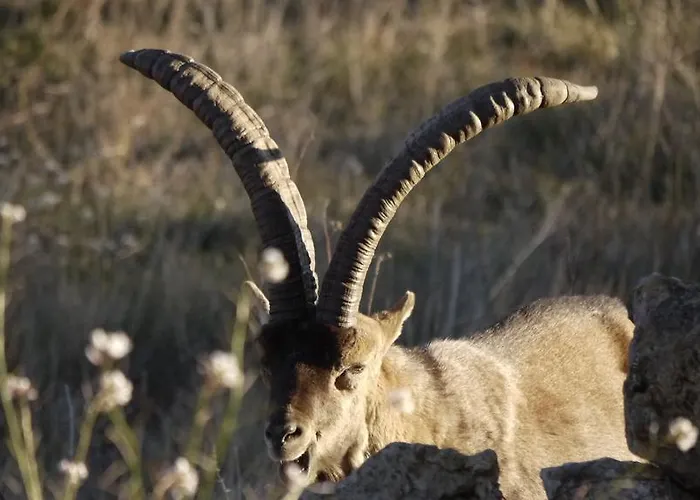 Mas De La Serra Hotell Fuentespalda